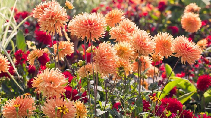 Flowers to plant in august