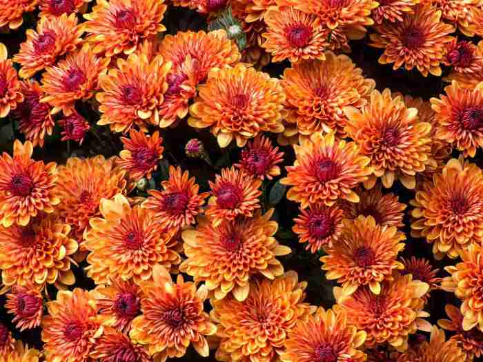 Helenium blooming perennial spruce adrienne legault autumnale thespruce