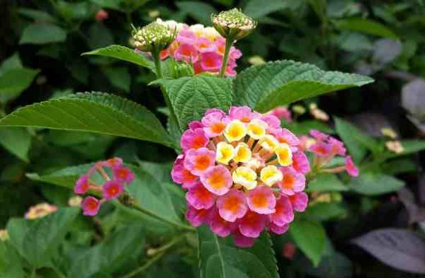 Flowers to plant in august