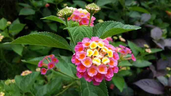 Flowers to plant in august