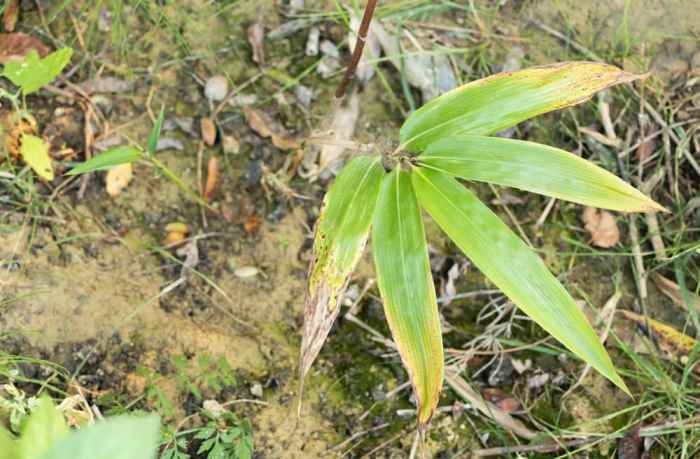 How do you plant bamboo seeds