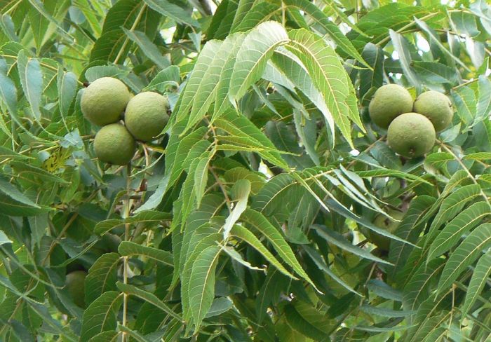 How to plant a black walnut seed