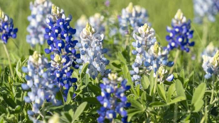 Is it too late to plant bluebonnet seeds