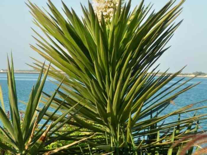 How do you plant yucca seeds