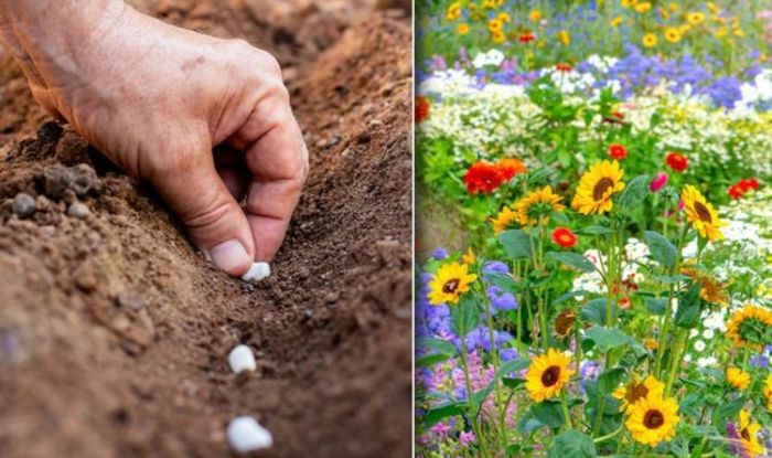 How to plant seed