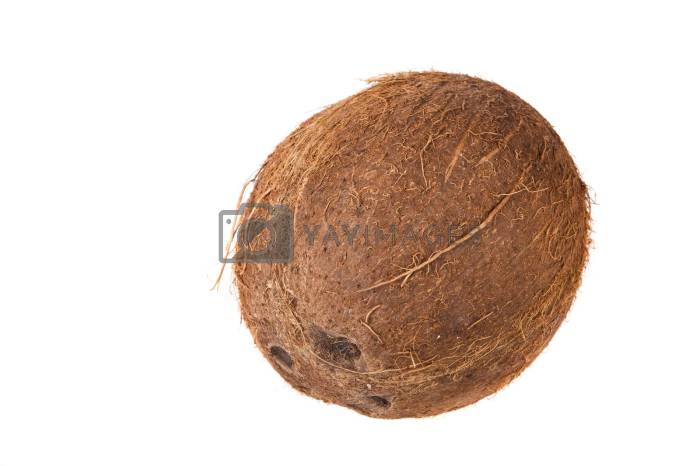 How to plant a coconut seed