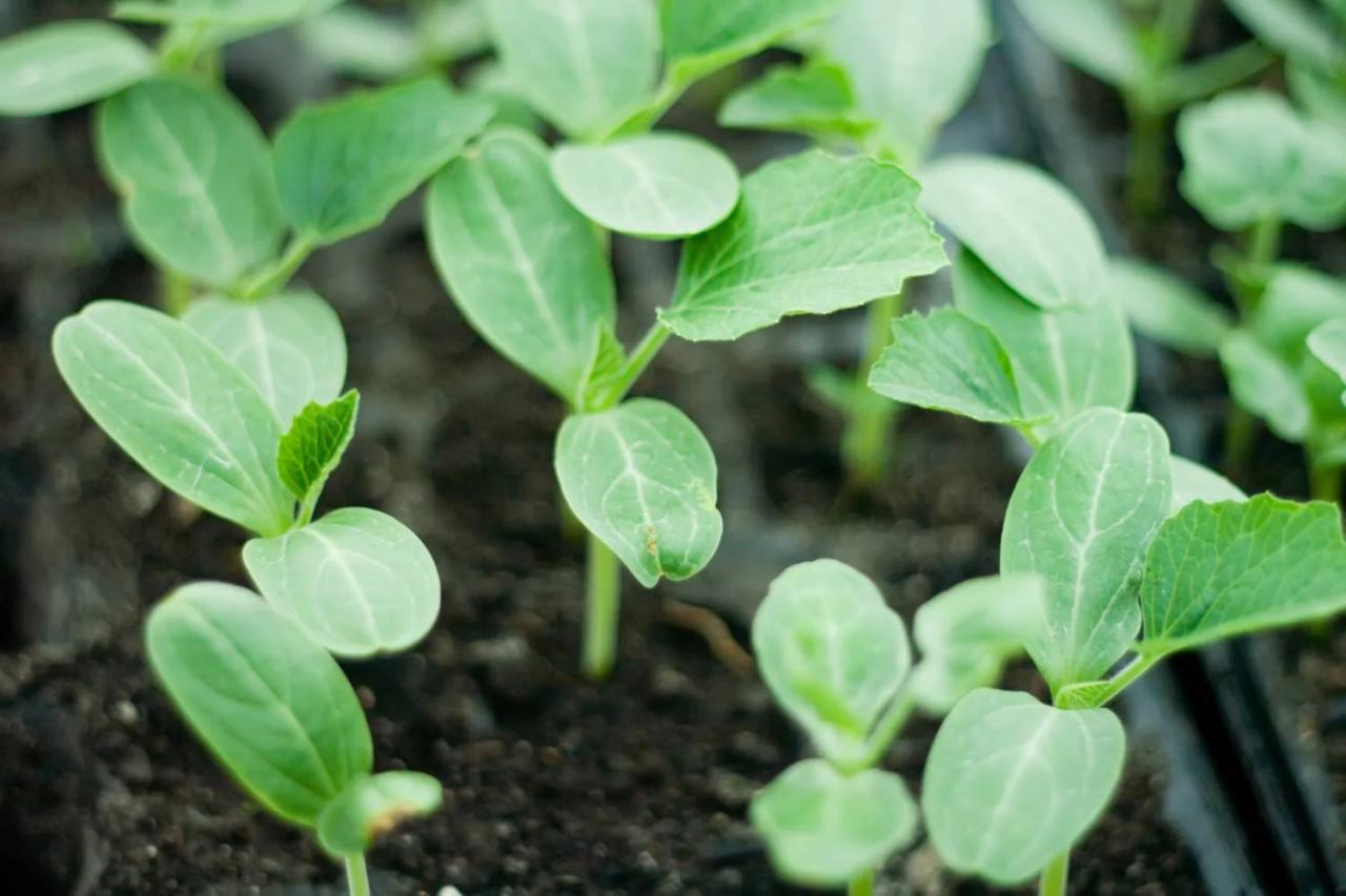 When can you plant watermelon seeds