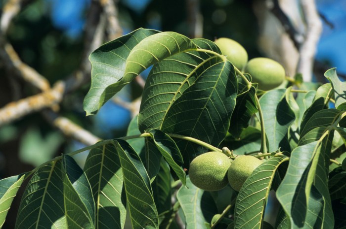 Walnut black trees nut growing under tree juglone plants produce toxic