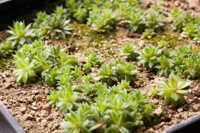 How to grow succulent plants from seeds