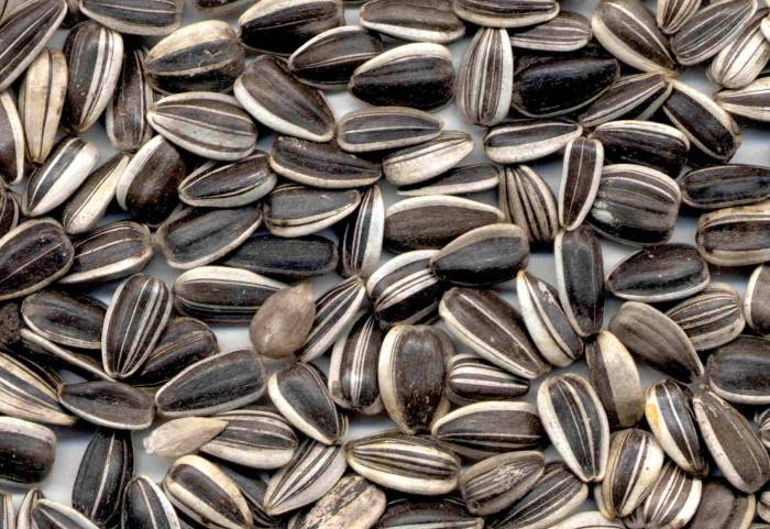 How many sunflower seeds per plant