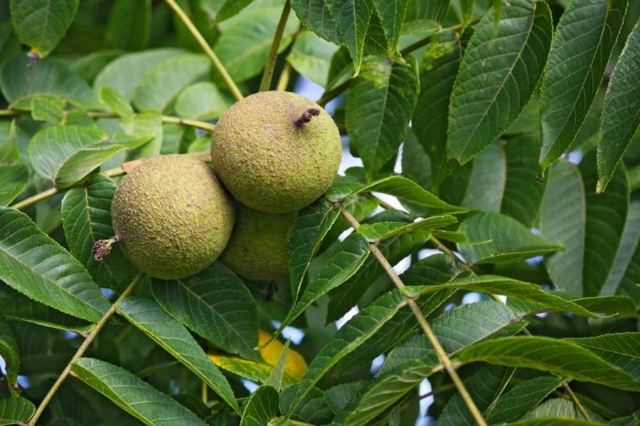 How to plant a walnut seed