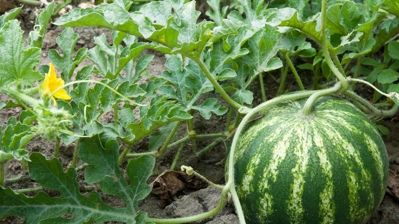 How to grow a watermelon plant from seed