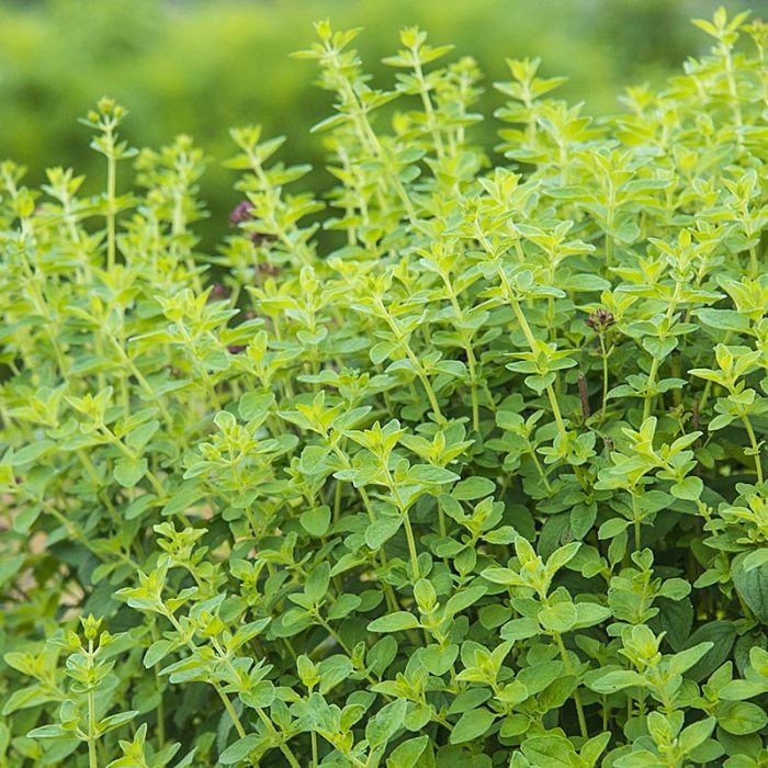 How to plant oregano seeds