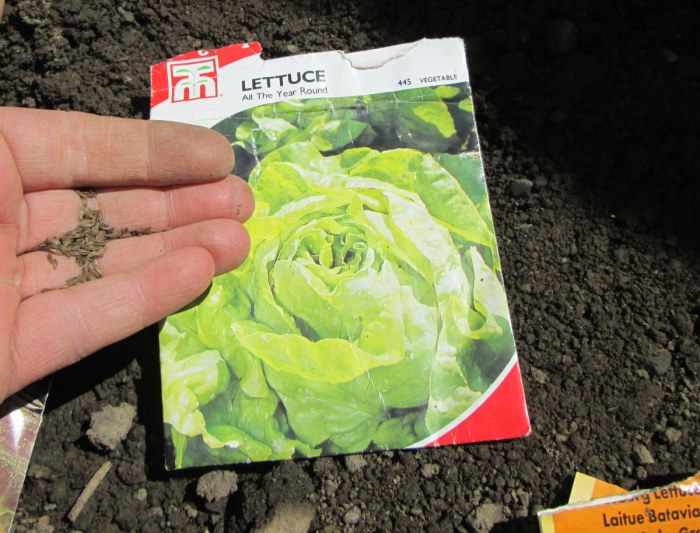 When to plant lettuce seeds