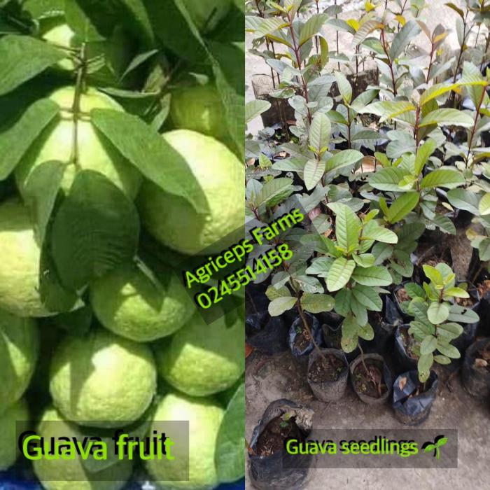 How to plant guava seeds