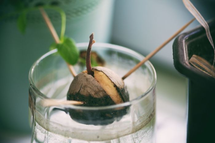 Can you plant avocado seeds