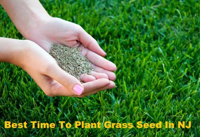 How deep to plant grass seed