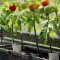 How to Plant Tomato Seeds in Containers