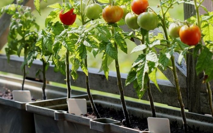 How to plant tomato seeds in containers