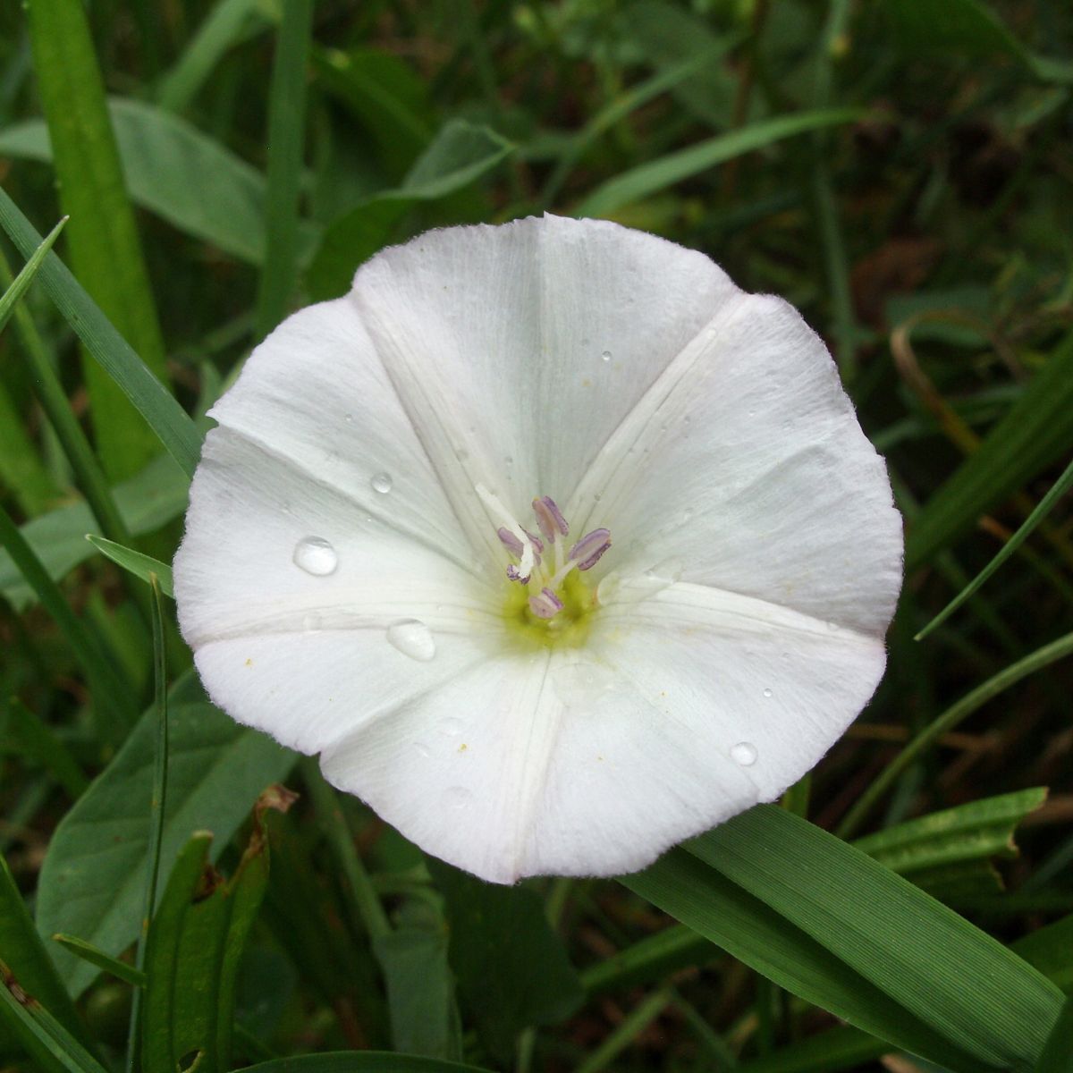 When to plant moonflower seeds