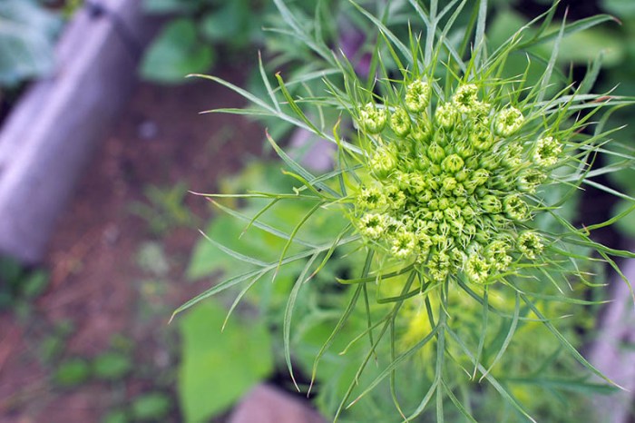 Carrots soil spruce dave