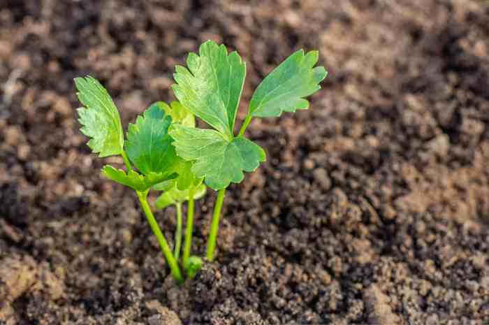 How to plant celery seeds