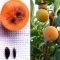 How to Plant a Persimmon Seed