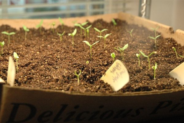 How to plant an eggplant seed