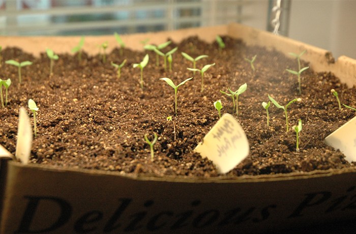 How to plant an eggplant seed