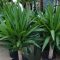 How to Plant Yucca Seeds A Comprehensive Guide