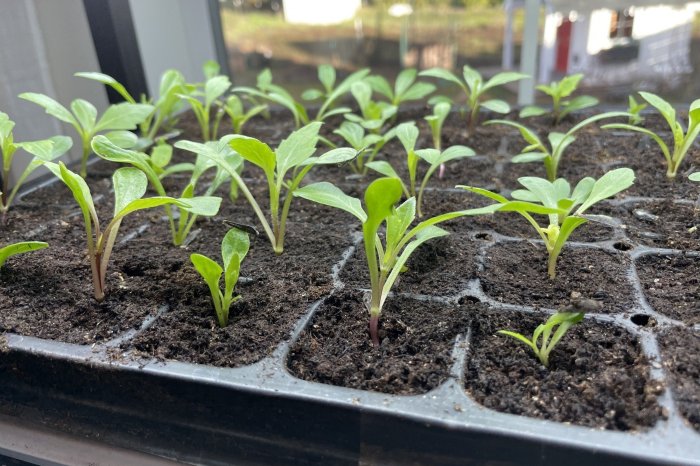 Dahlia seeds grow