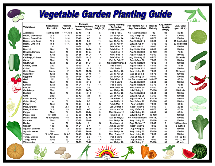 Seeds plant when time tip growth