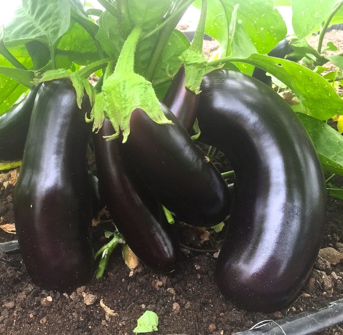 How to plant an eggplant seed