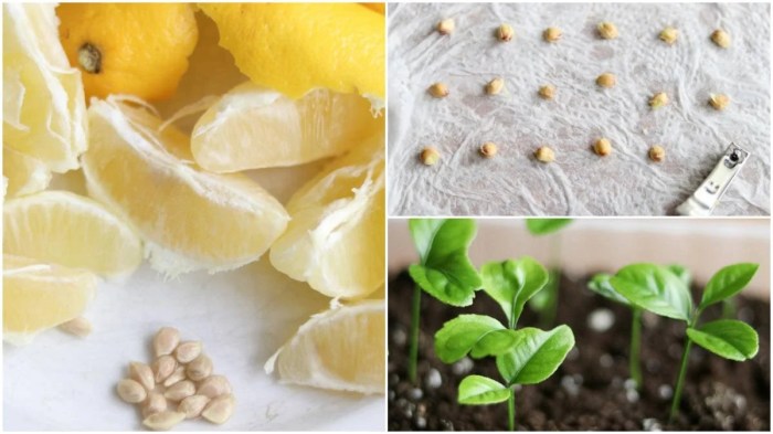 How to plant seeds from a lemon