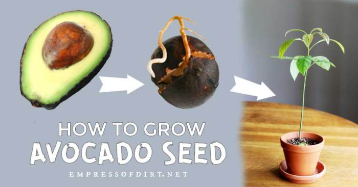 When to plant avocado seeds in soil