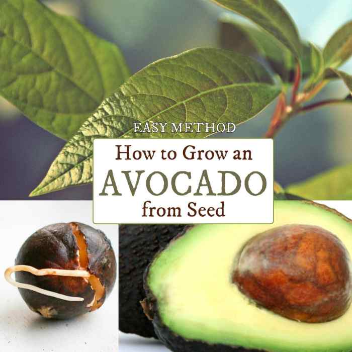 How to plant an avocado tree from seed