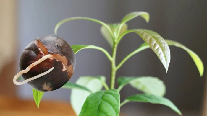 When to plant an avocado seed