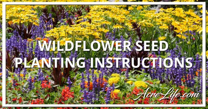 When to plant wild flower seeds