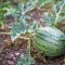 How to Plant Melon Seeds A Gardeners Guide