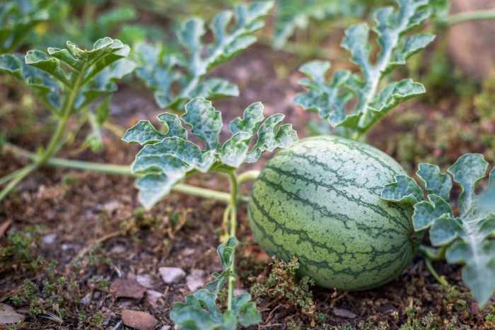 How to plant melon seeds