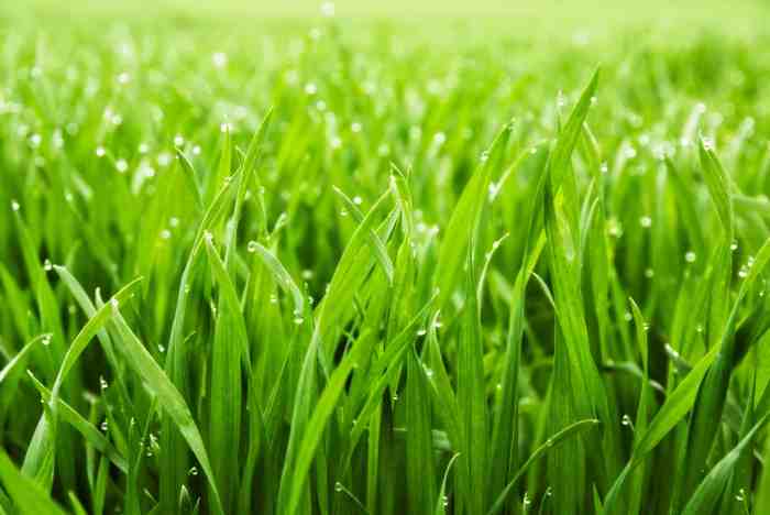 When should u plant grass seed