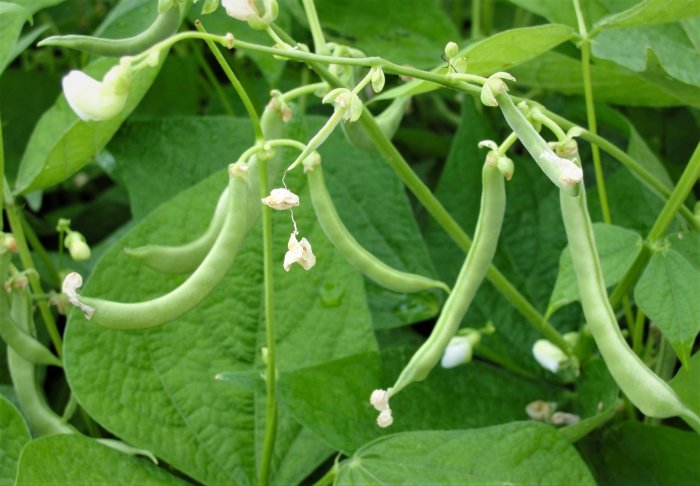 How to plant a green bean seed