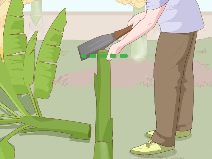 How to grow a banana plant from seed