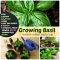 How to Plant Basil Seeds Indoors