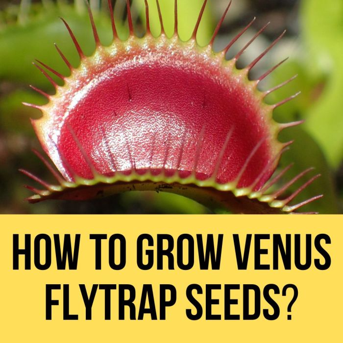 Venus flytrap seeds dionaea muscipula pedagogy plants