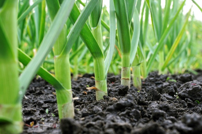 How do you plant garlic seeds