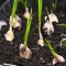 How to Plant Garlic Seeds A Comprehensive Guide