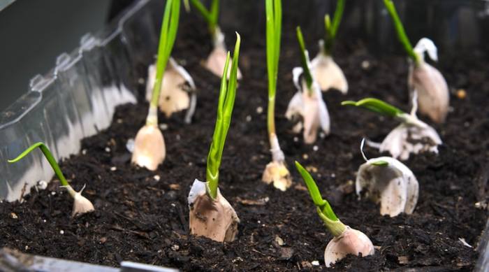 How to plant garlic seeds