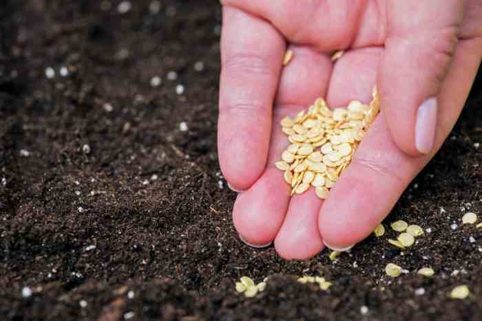 How long do plant seeds last