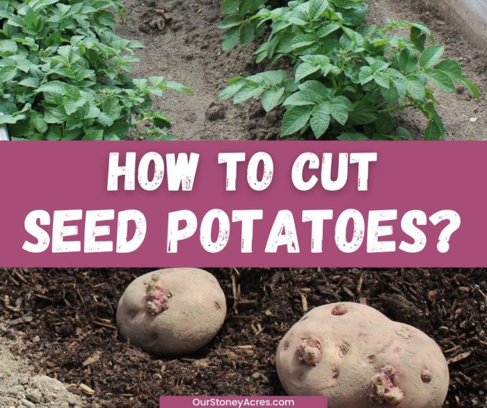 How to prepare seed potatoes for planting